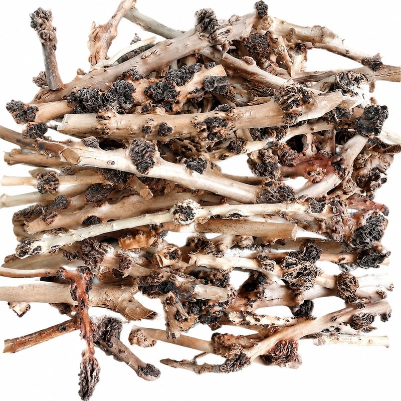 WK110 Natural Root Wood Decor model WK110 detail image 7 for aquarium Aquascaping decor wholesale and OEM buyers